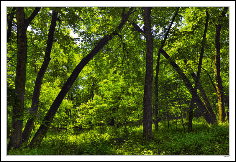 Wooded Archway