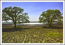 Serengeti Mirage I