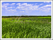 Wetlands Gateway