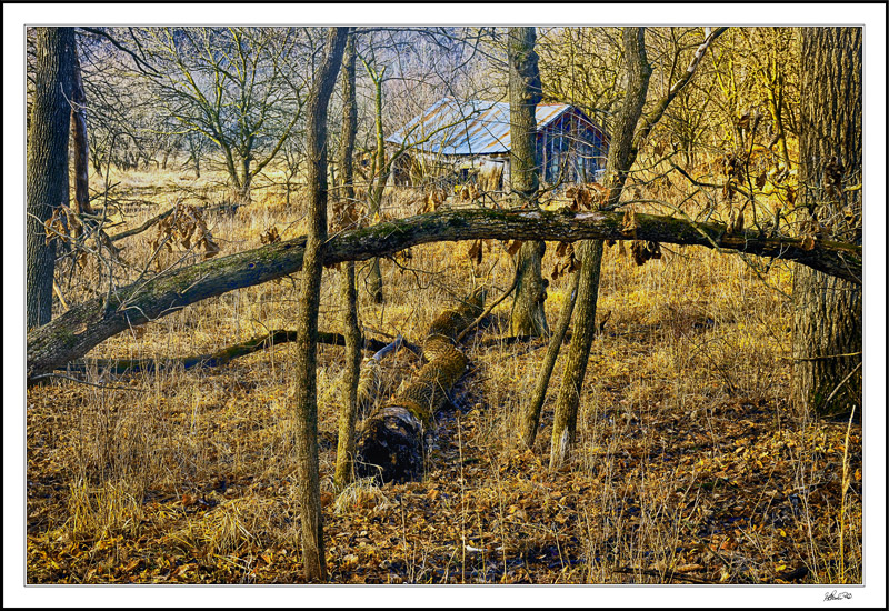 A Picturesque Shed Beyond An Arched Sapling