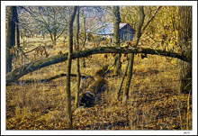 A Picturesque Shed Beyond An Arched Sapling