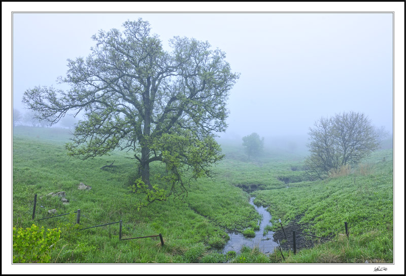 Creekside Burr Oak