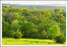 Oak Savannah
