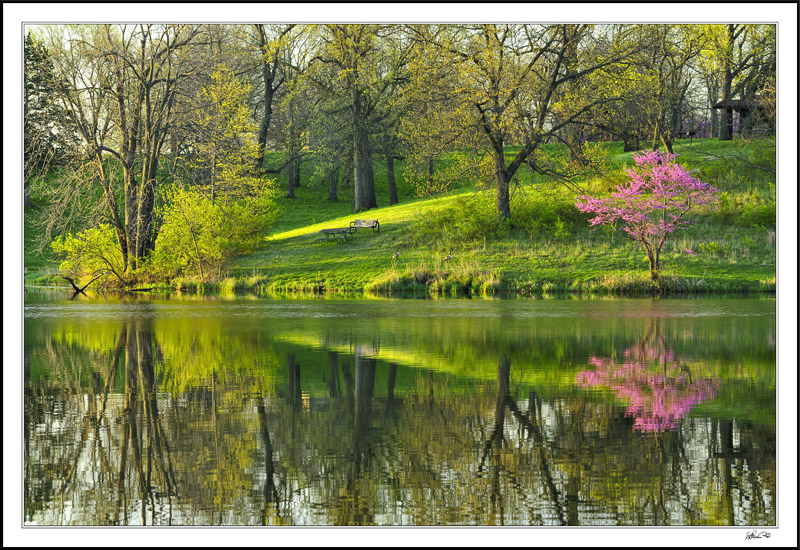 A Demure Red Bud
