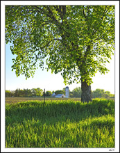 Farm Lane - A Scenic View