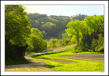 Meandering Through Blooming Rebirth