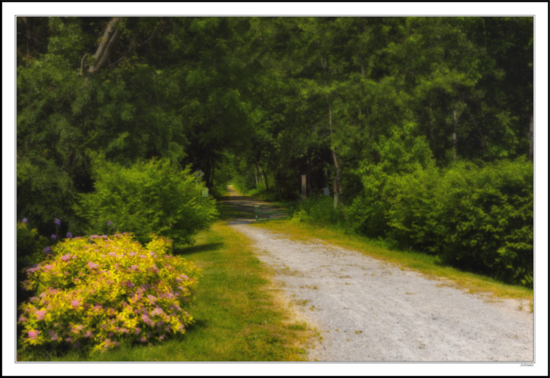 Wooded Glen