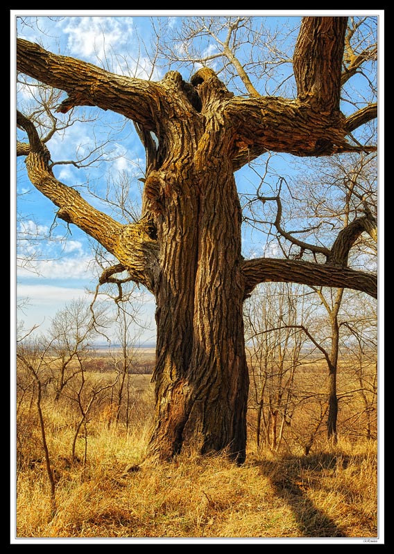 Ichabod's Oak