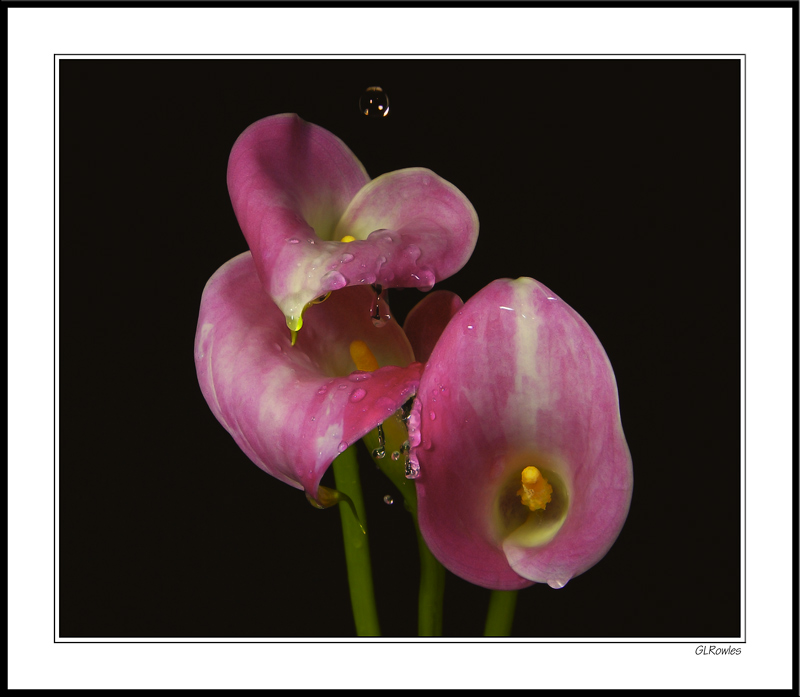 Calla Lily Shower