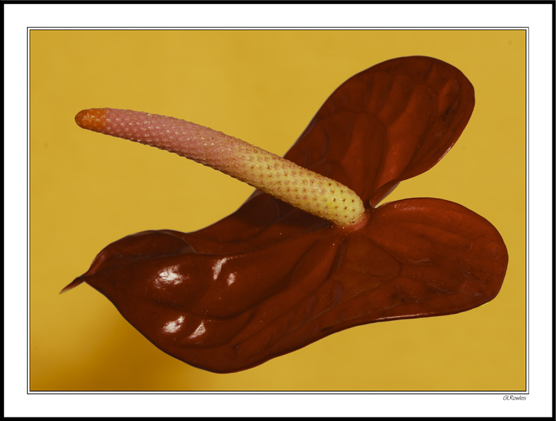 Winged Anthurium