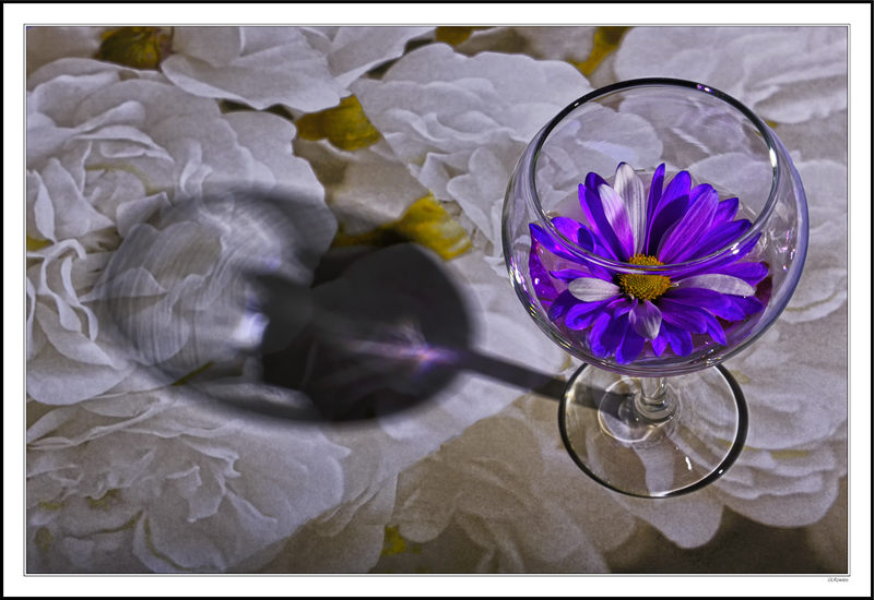 Snifter Of Daisy On White Roses