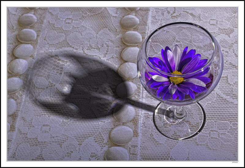 Snifter Of Daisy On Lace I