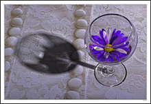 Snifter Of Daisy On Lace I