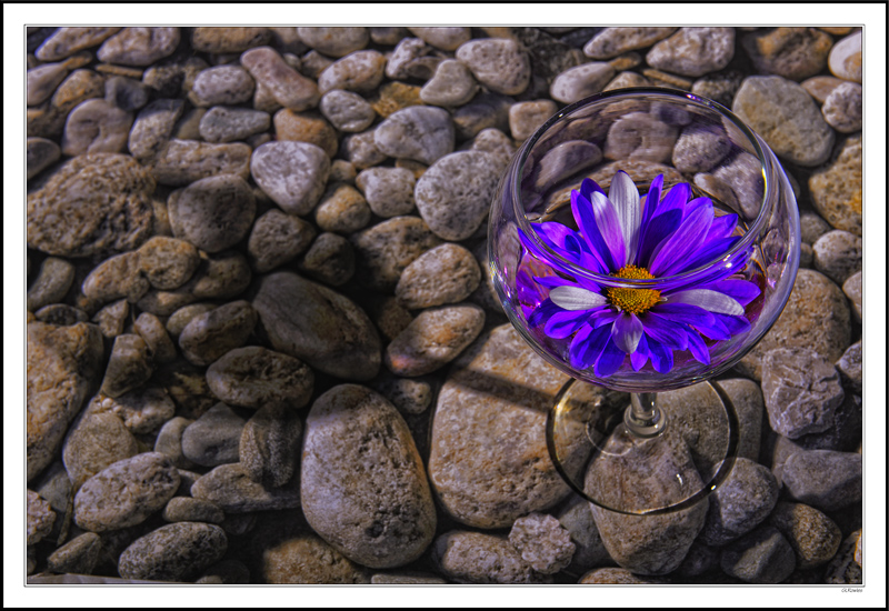 Snifter Of Daisy On The Rocks