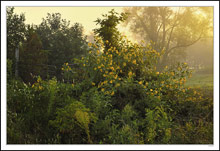 Sunglow Sunflowers I