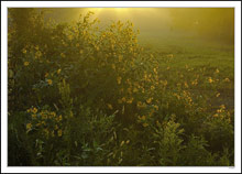 Sunglow Sunflowers II