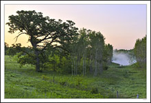 Pond Mist Rising