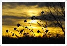 Winter Blossom Sunset