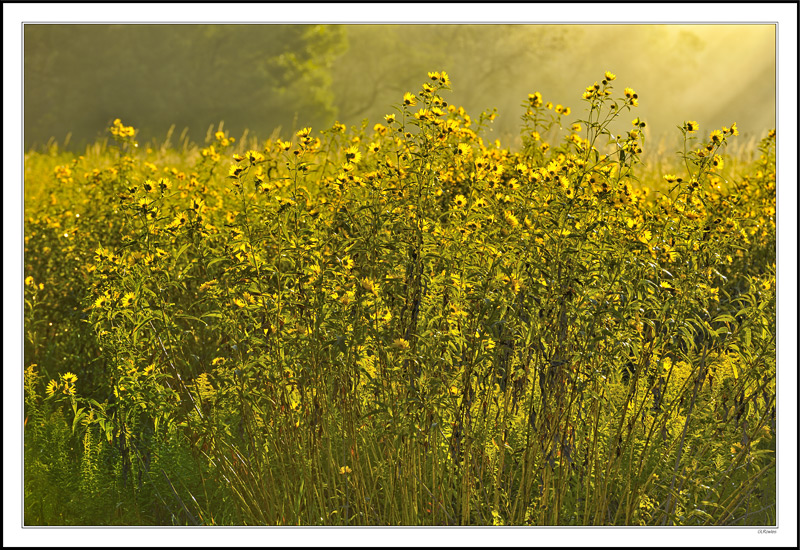 Morning Sunrays Caress The Sunflowers