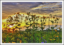 A Chorusline Of Wildflowers Sings Sunset