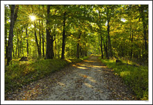 Sunburst Through Bulls Hollow Forest