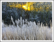 Frosted Morning