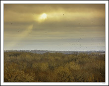 Gulls And The Beacon