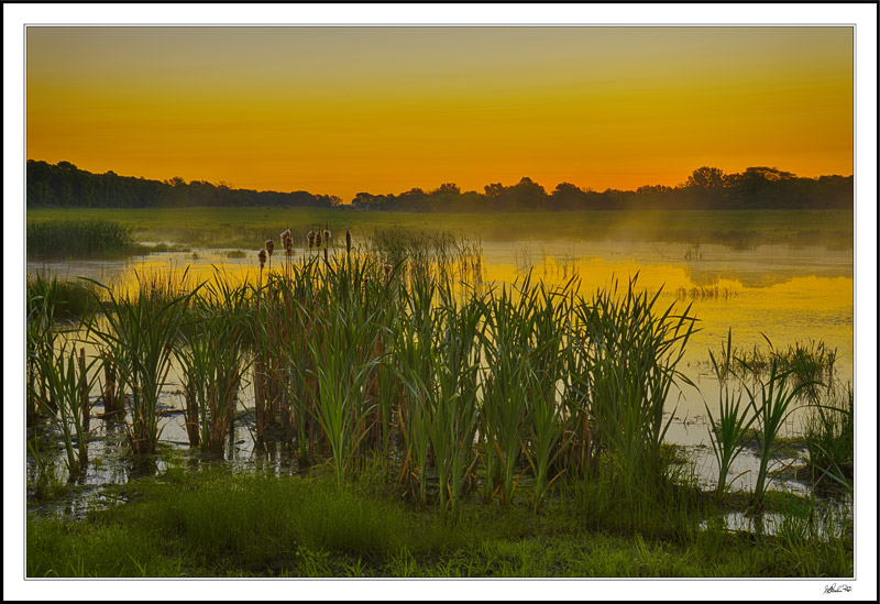 Motionless Wetland I