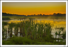 Motionless Wetland I