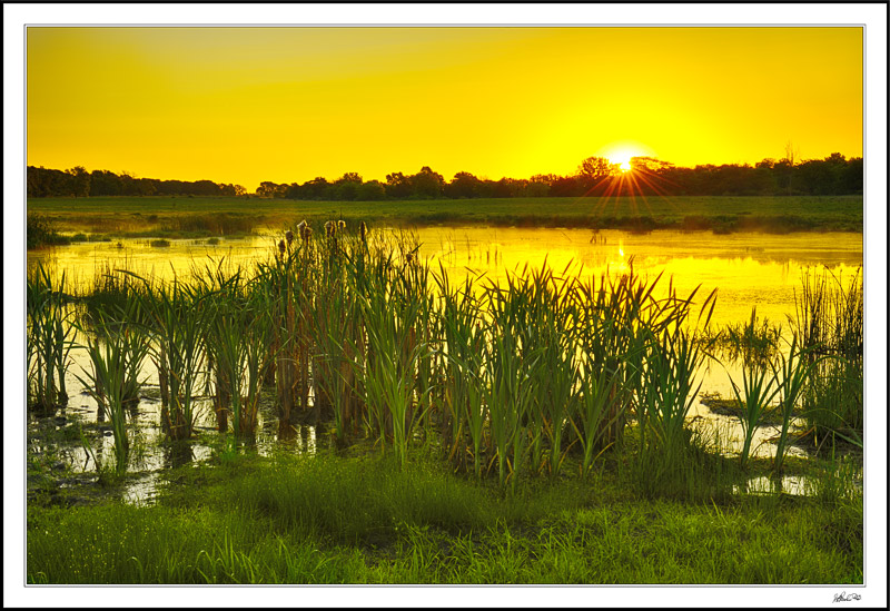 Motionless Wetland II