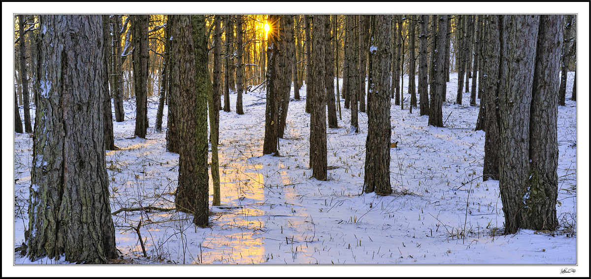 Sitka Spruce Snow Glow