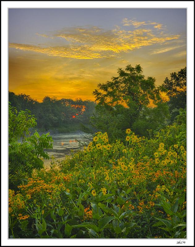 Sunflower Dawn I