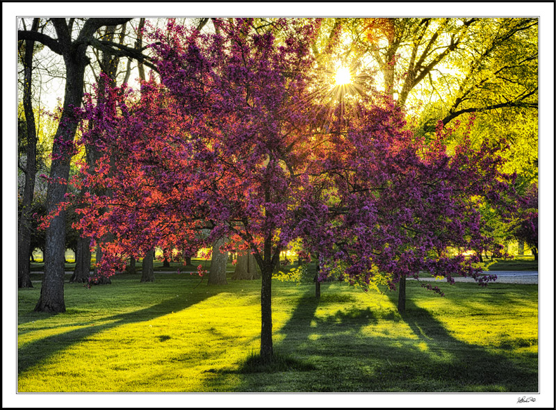 Red Bud Sunburst II