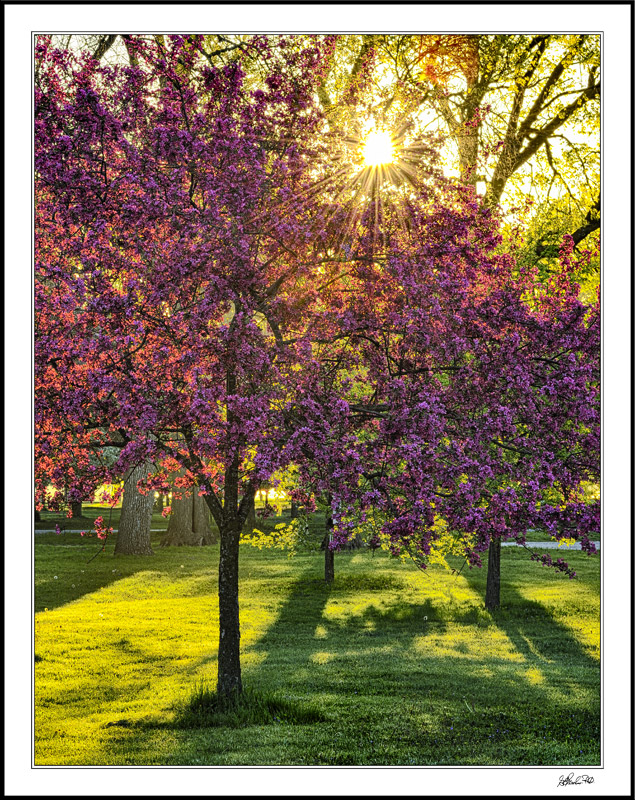 Red Bud Sunburst I