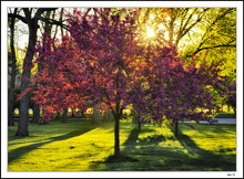 Red Bud Sunburst II