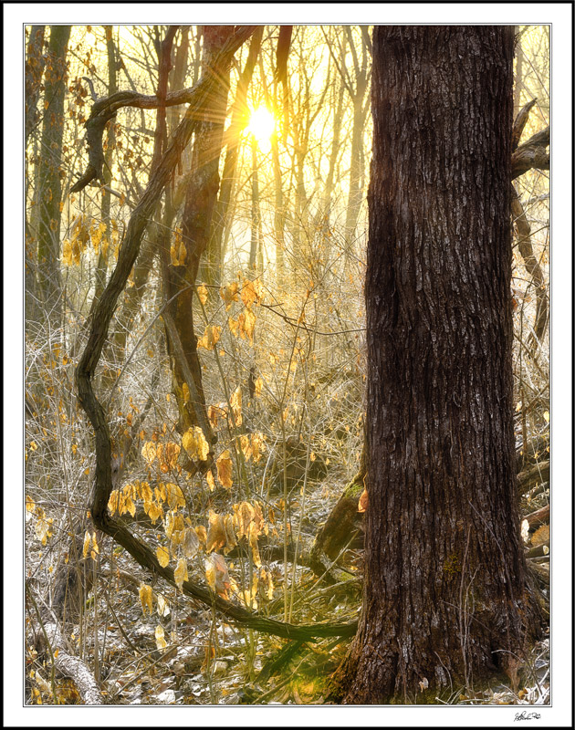 Sunbeams Glisten On Frosty Brush And Golden Leaves I