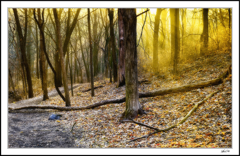 Sunbeams Glisten On Frosty Brush And Golden Leaves II