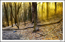 Sunbeams Glisten On Frosty Brush And Golden Leaves II