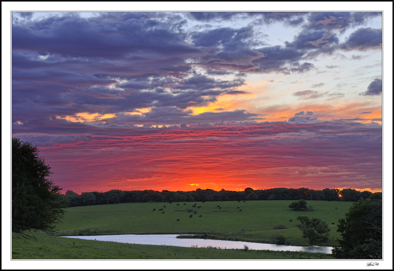 Angus Vermillion Dawn
