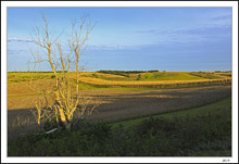 Barren Branches, Golden Fields
