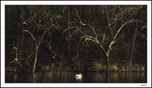 Lone Pelican Framed
