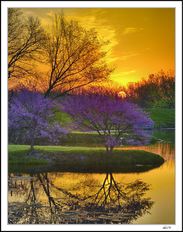 Red Buds And Still Waters
