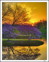 Red Buds And Still Waters
