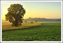 Wooded Farmland, Breaking Dawn
