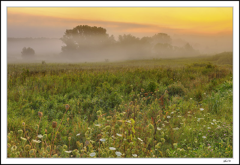 Foggy Dawn's Early Light