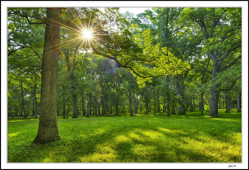 Oak Savanaugh Sunburst