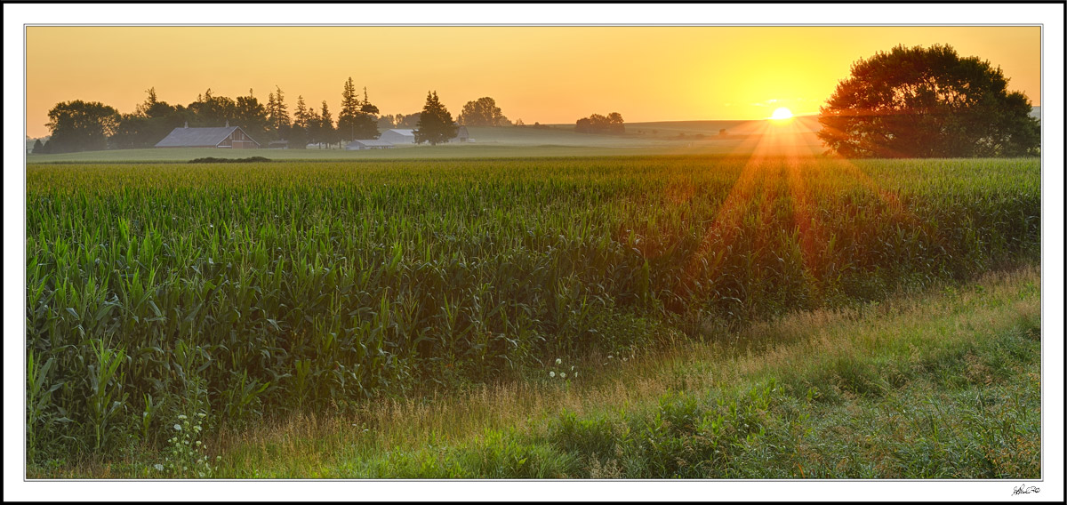 Cornfield Sunrise