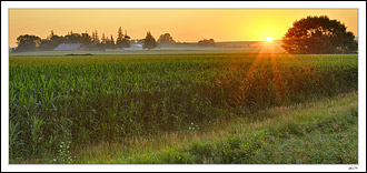 Cornfield Sunrise