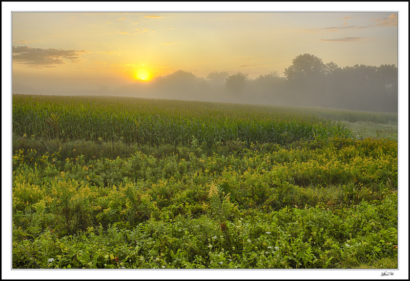 Dawn Mists