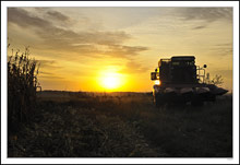 Harvest Sunrise